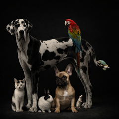 Collection image for: ProtectMe Pets